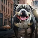 @hbgbullyskennel