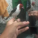 @ogalinhovoador