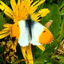 @spottingwildlife