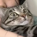 @iadoreblackcats