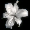 @5150.rayna