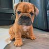 winston_the_3rd