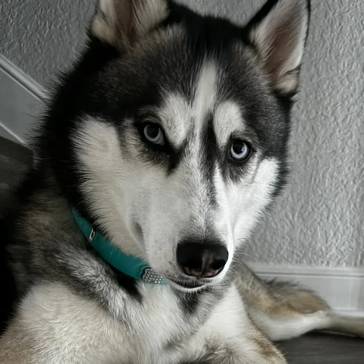 lifewith2huskies