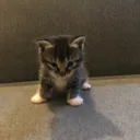 @crafting_brutus_