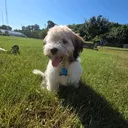 @coco_el_havanese