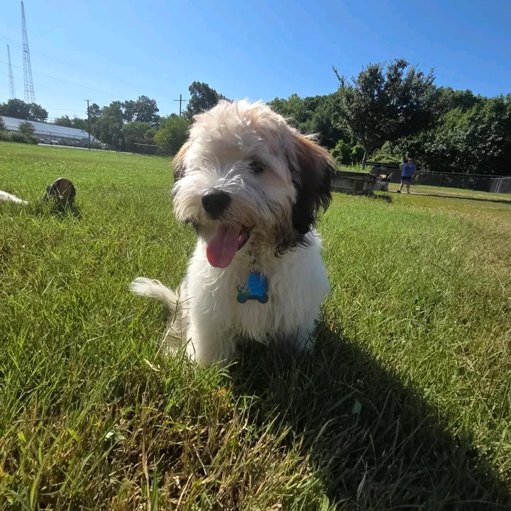 @coco_el_havanese