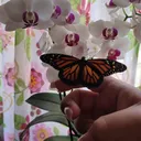 @mariposas_eddvi
