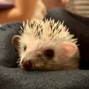 @richard_the_hedgehog