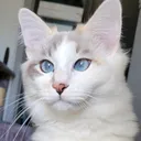 @magicalmochiasmr