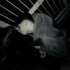 simoele12_12_