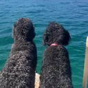 @bernedoodleboys