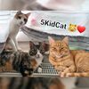 5kidcats
