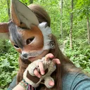 @wolfrat.xp