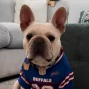 @bagelthefrenchbully