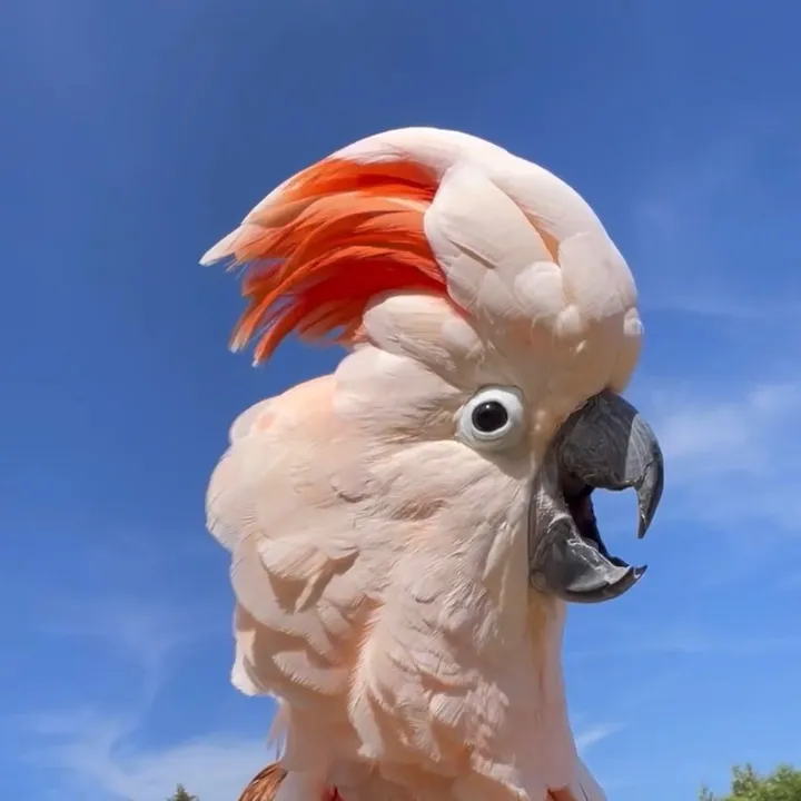 barney_westcoastcockatoo
