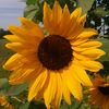 dandelionskulls