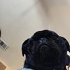 puggybear_benji