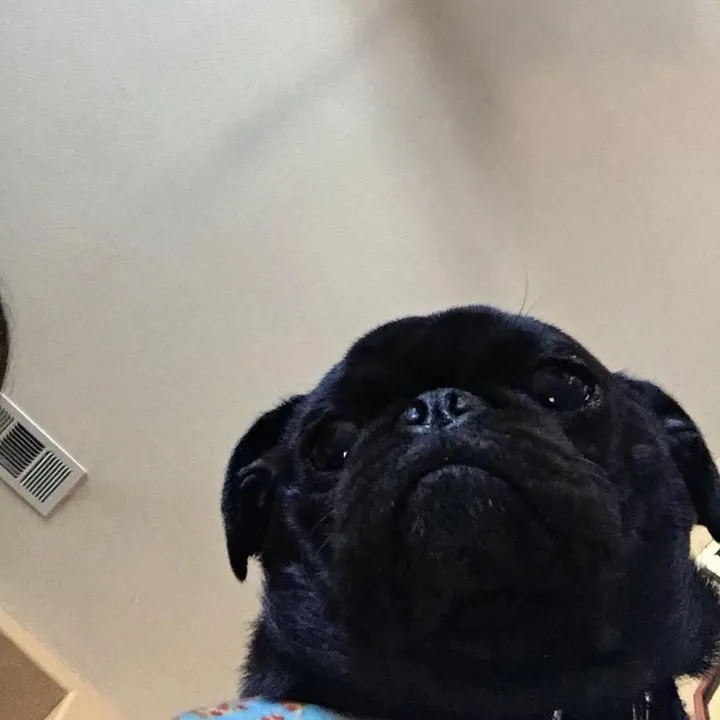 @puggybear_benji