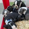 bostonterrierpuppies5