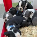 @bostonterrierpuppies5