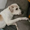 @prayforcooper