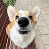 sloyka_corgi