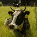 @bastienfarms