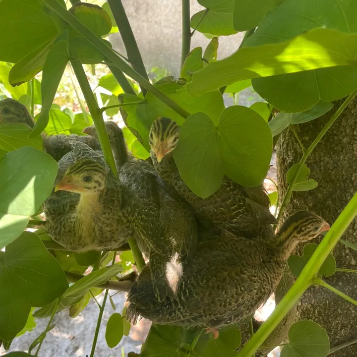 the_wise_chicken84