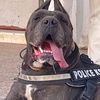 canicorsoftmalinois