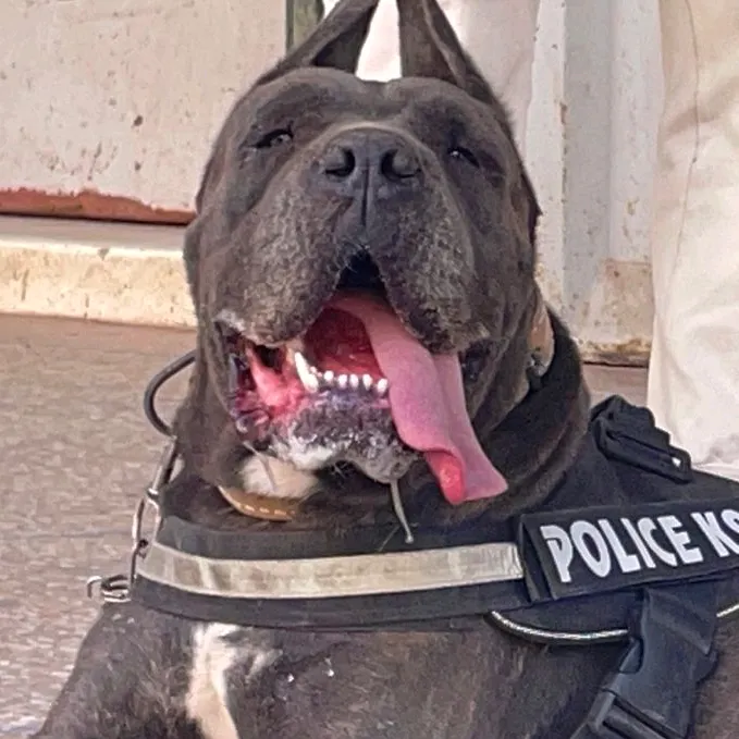 @canicorsoftmalinois