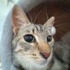 miakittymeow