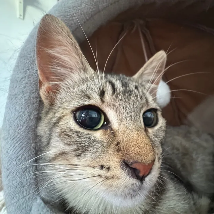 miakittymeow