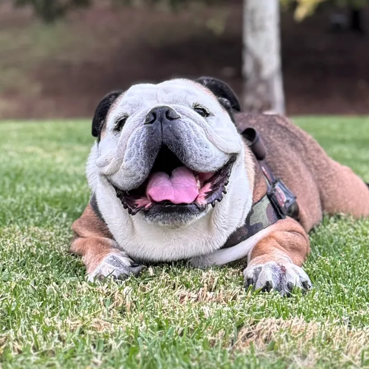 taco.the.englishbulldog