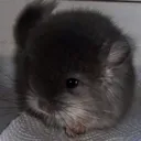@eeveemote