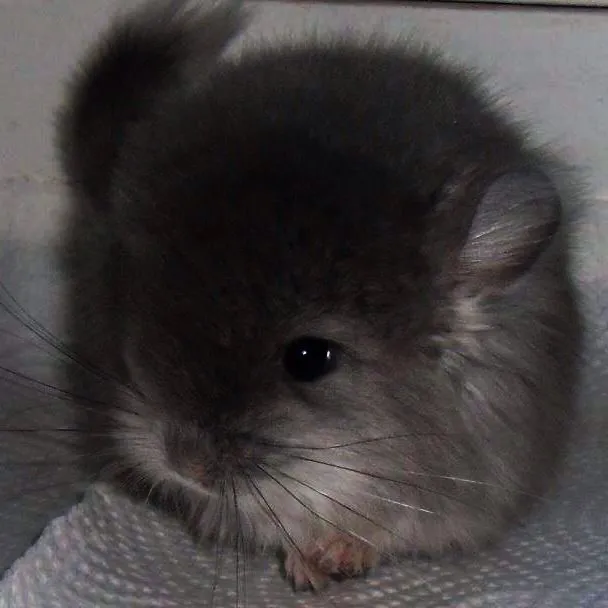 @eeveemote