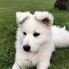 i0nic.puppy