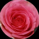 @isxb3llx_grxce