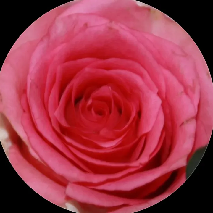 @isxb3llx_grxce
