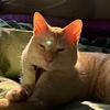 mercatmagic
