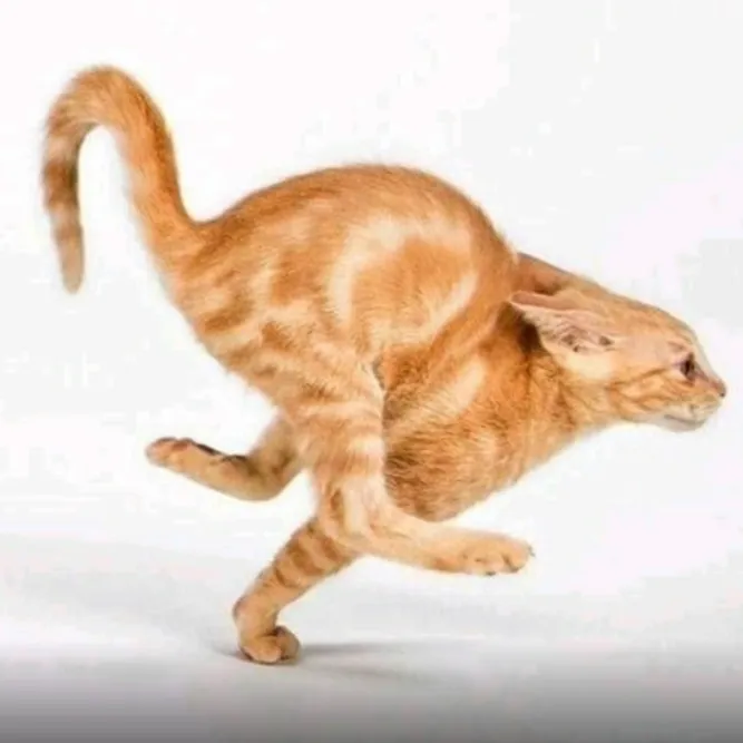comicalat