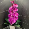 orchid.v.kashpo