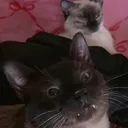@victini711