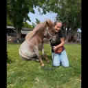 @hotsaucetheminihorse
