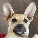 @chipik_dog