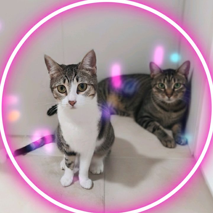 Kitty & Forky - original sound