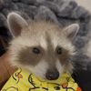 pooh.the.raccoon