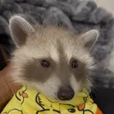 @pooh.the.raccoon