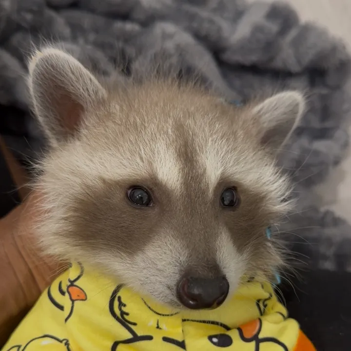 @pooh.the.raccoon