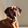 peggythevizsla