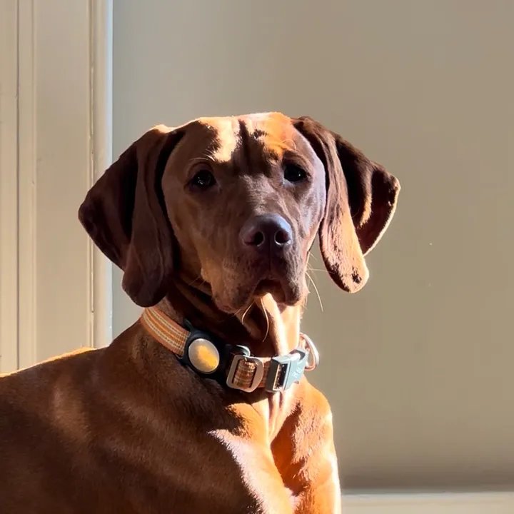 peggythevizsla